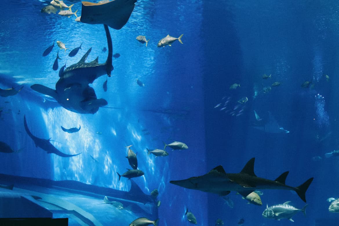 Dubai Aquarium