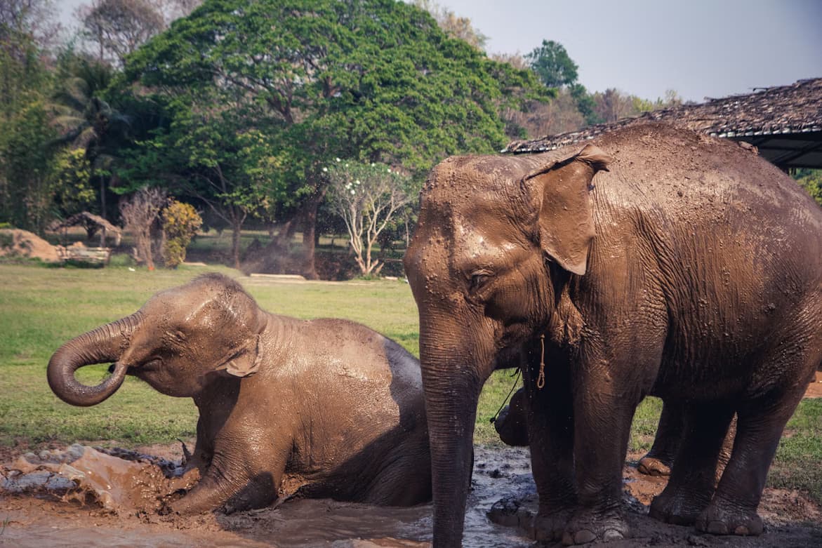 Krabi Elephant Sanctuary