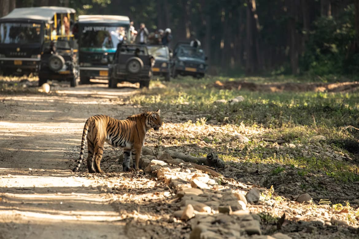 Corbett National Park